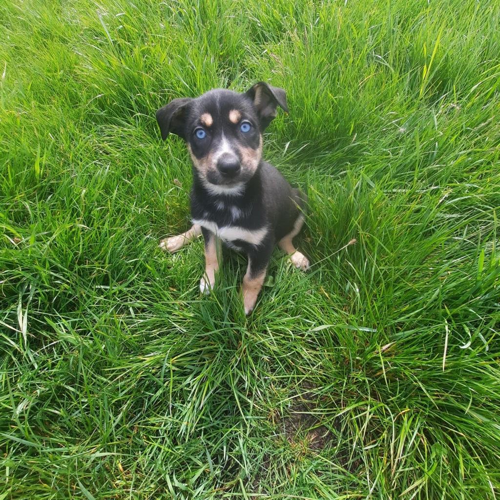 Amerikaanse stafford X pitbulll x pups mogn mee!, Dieren en Toebehoren, Parvo, Reu, 8 tot 15 weken, Meerdere