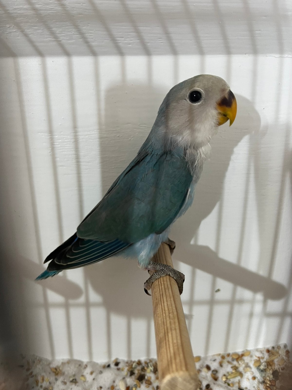 Agapornis Roseicollis, 2026 Blauw om Tam te maken., Geslacht onbekend, Dwergpapegaai of Agapornis, Tam