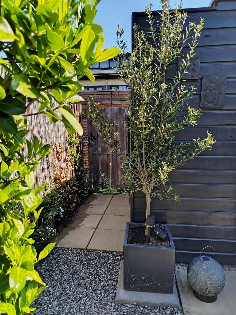 Olijfboom inclusief pot steen, Tuin en Terras, Planten | Bomen, Bloeit niet, 100 tot 250 cm, Olijfboom, Ophalen
