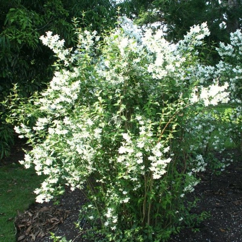 Philadelphus coronarius, Wit bloeiende gewone boeren jasmijn, Overige soorten, Volle zon, Vaste plant, Ophalen of Verzenden
