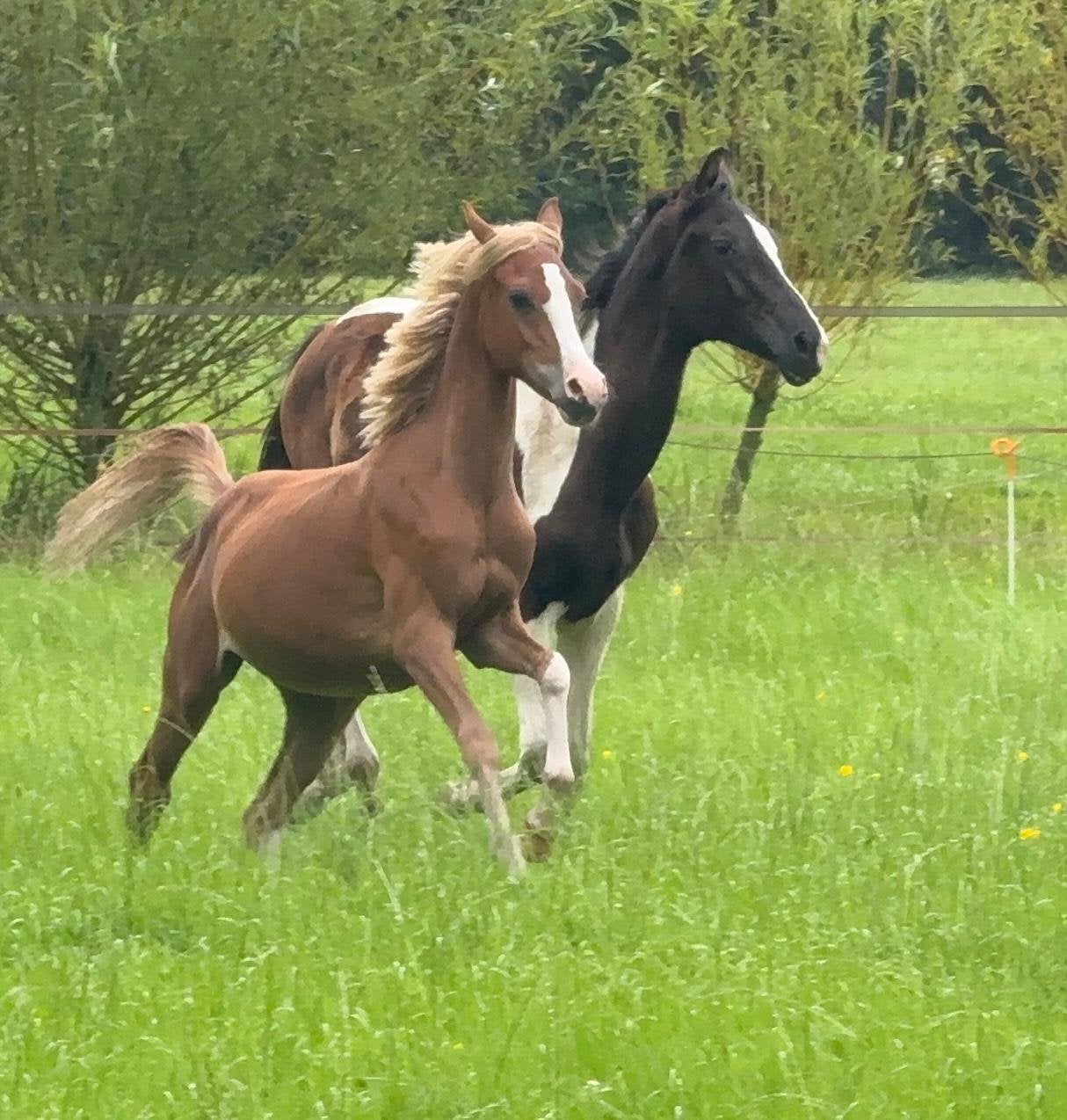 2 jaarling hengsten, Dieren en Toebehoren, Pony's, Met stamboom, Niet van toepassing, 0 tot 2 jaar, Hengst