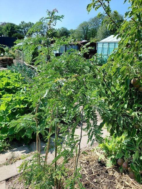 Valse Christusdoorn, Bloeit niet, Overige soorten, 100 tot 250 cm, Ophalen