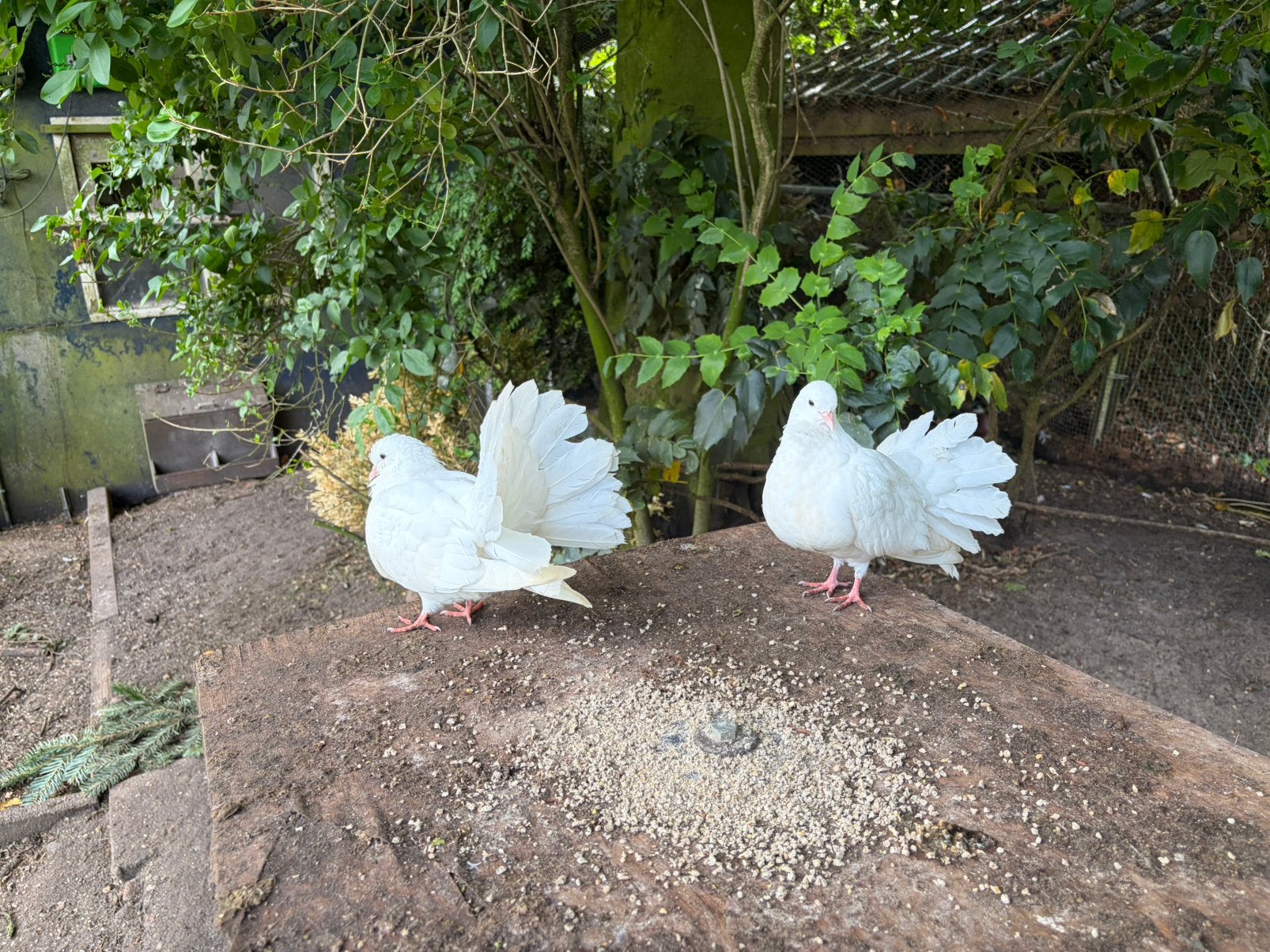 Witte boeren pauwstaarten, Meerdere dieren, Overige soorten