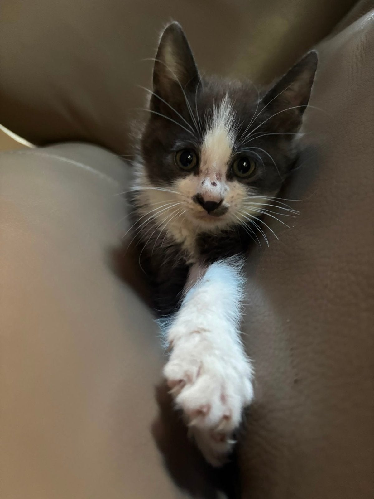 Kittens 9 weken