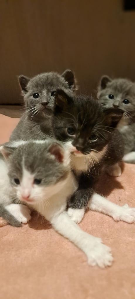 Prachtige kittens te koop, Dieren en Toebehoren, Katten en Kittens | Raskatten | Korthaar, Meerdere dieren, Ontwormd