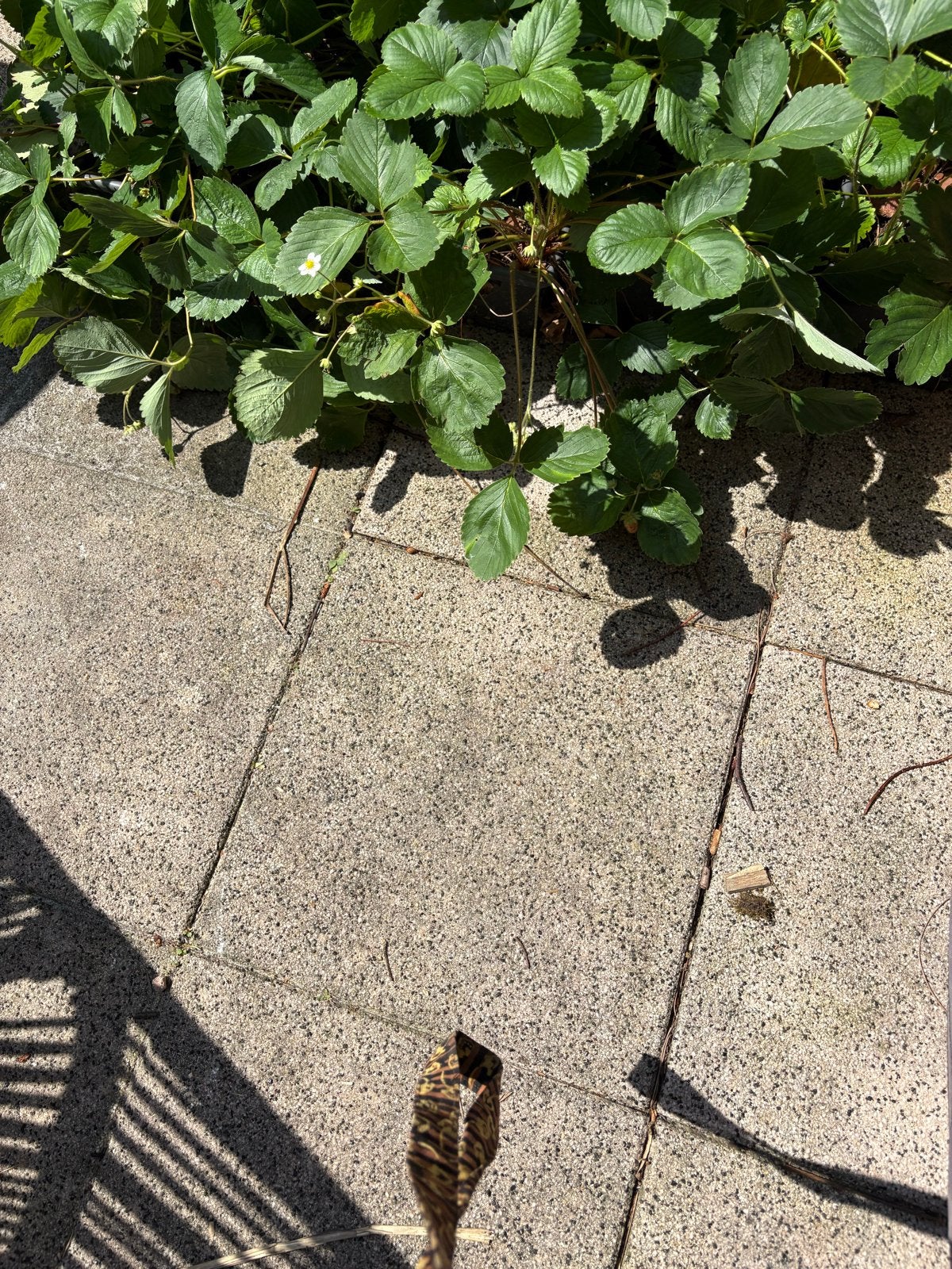Gratis Tuintegels Toscaans kleurtje 40x40 - 25 stuks, Tuin en Terras, Ophalen, Gebruikt, 10 m² of meer, Beton