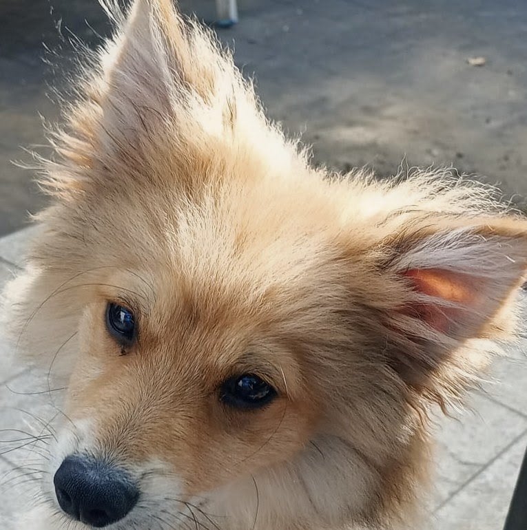 pomeriaan, Dieren en Toebehoren, Honden | Poolhonden, Keeshonden en Oertypen, België, Particulier, Keeshond, Reu