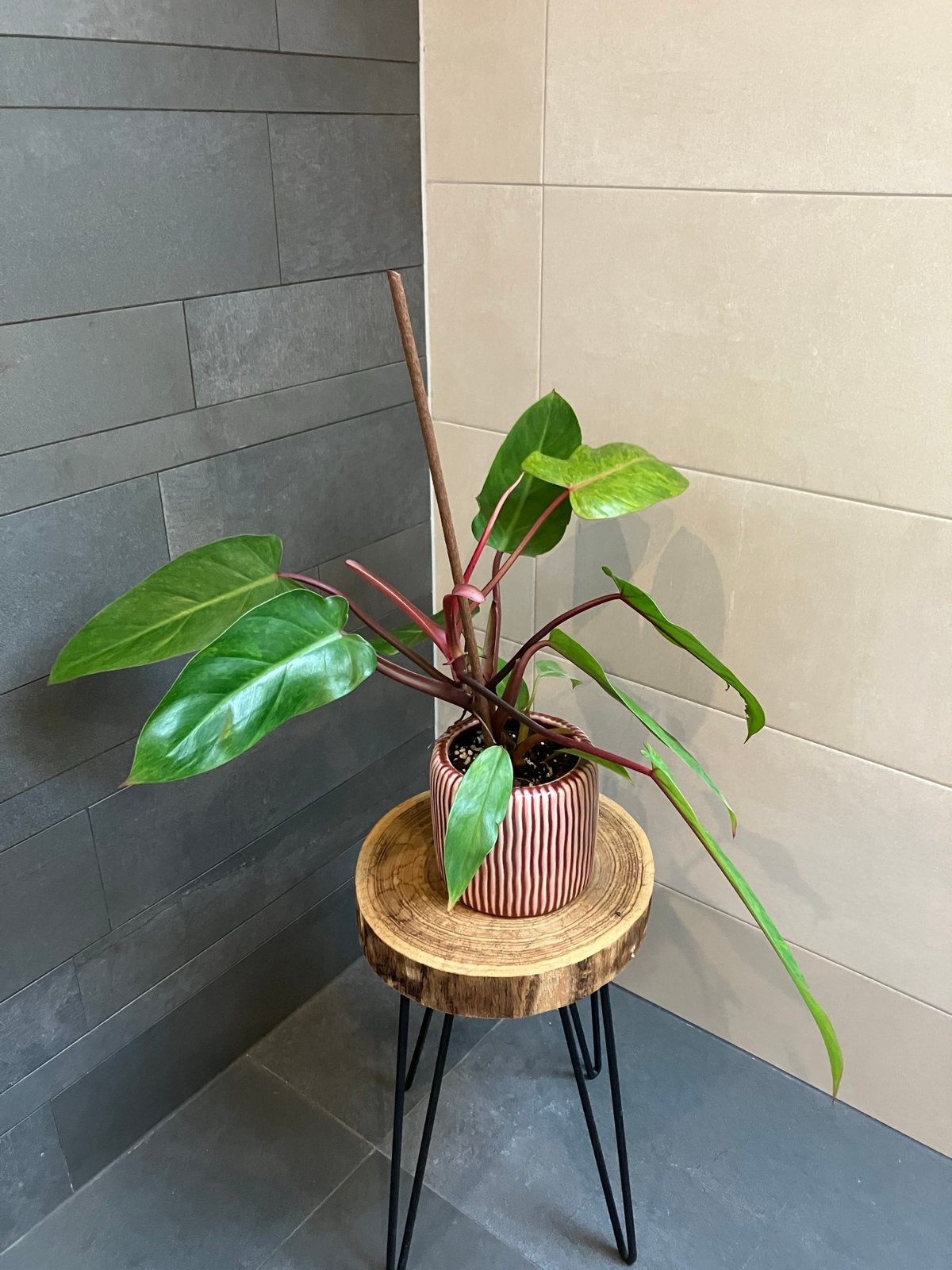 Prachtige Kamerplant - Philodendron Red Emerald, Huis en Inrichting, Ophalen, Overige soorten, Halfschaduw, In pot