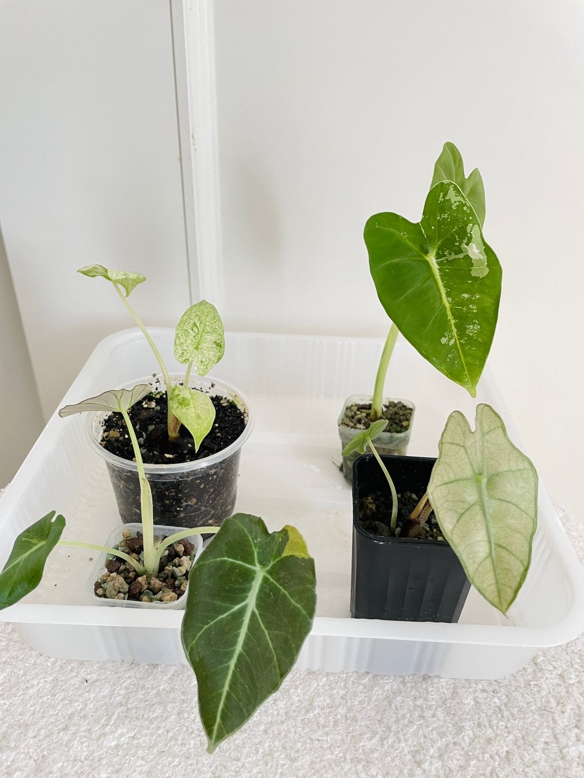 4 Alocasia variegata set, Ophalen of Verzenden, Halfschaduw, Minder dan 100 cm
