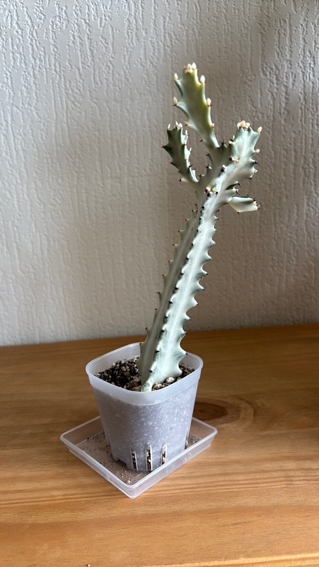 Euphorbia Lactea White Ghost, Ophalen of Verzenden, Halfschaduw, Minder dan 100 cm