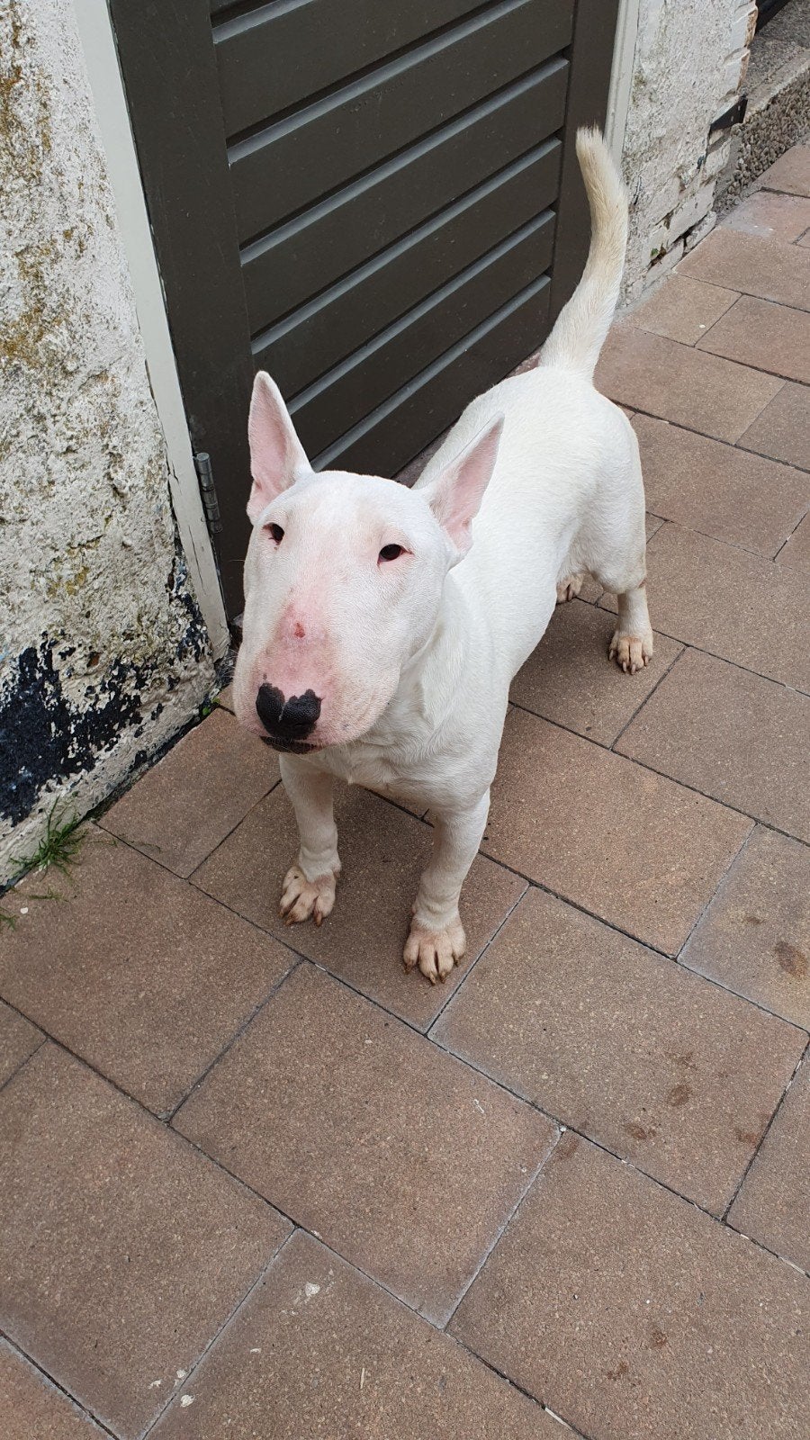 Te koop mooi bull terriër teefje, Dieren en Toebehoren, 15 weken tot 1 jaar, Teef, Eén hond, Parvo