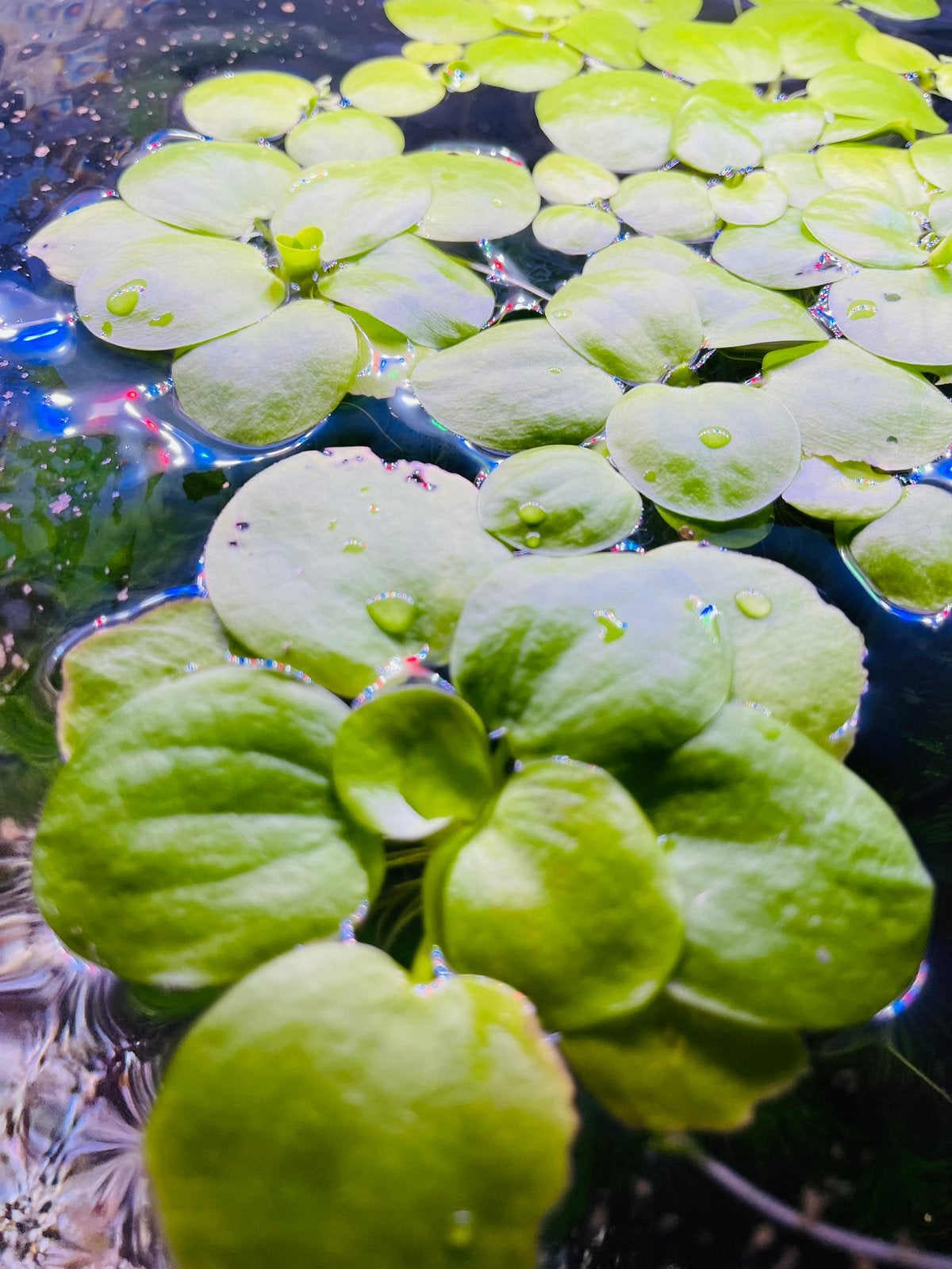 Amazone kikkerbeet, Limnobium Laevigatum aquarium drijfplant, Dieren en Toebehoren, Ophalen of Verzenden, Nieuw, Plant(en), Steen of Hout