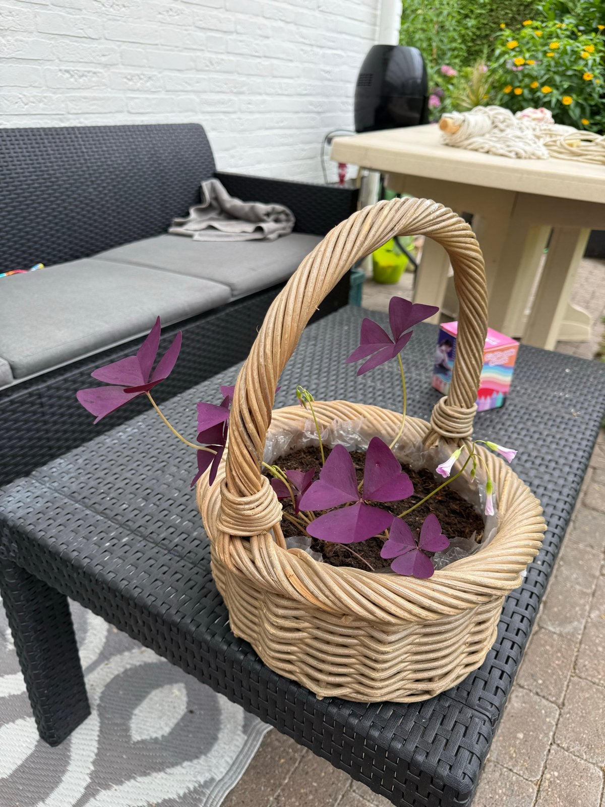 Oxalis plant in rieten mandje, Ophalen, Overige materialen, Gebruikt, Minder dan 30 cm