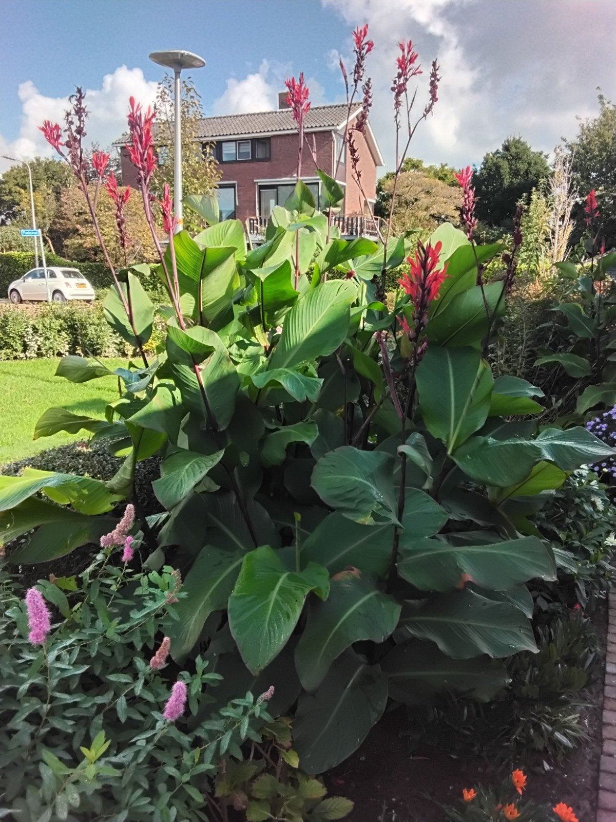 Zaden van canna plant, Volle zon, 100 tot 250 cm, Zomer, Overige soorten