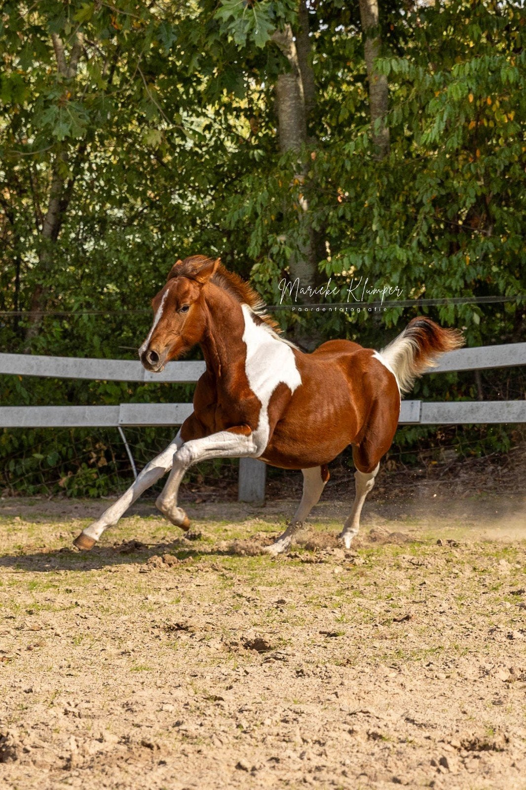 APHA paint hengst / Western paard, Dieren en Toebehoren, Minder dan 160 cm, Met stamboom, 0 tot 2 jaar, Hengst