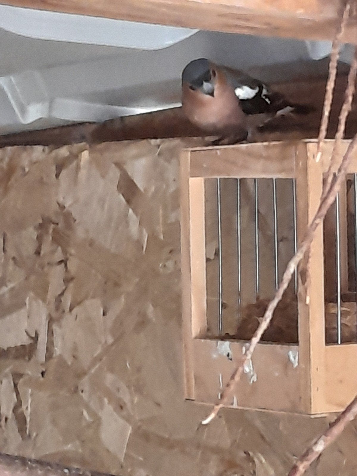 koppel vinken, Meerdere dieren, Geringd