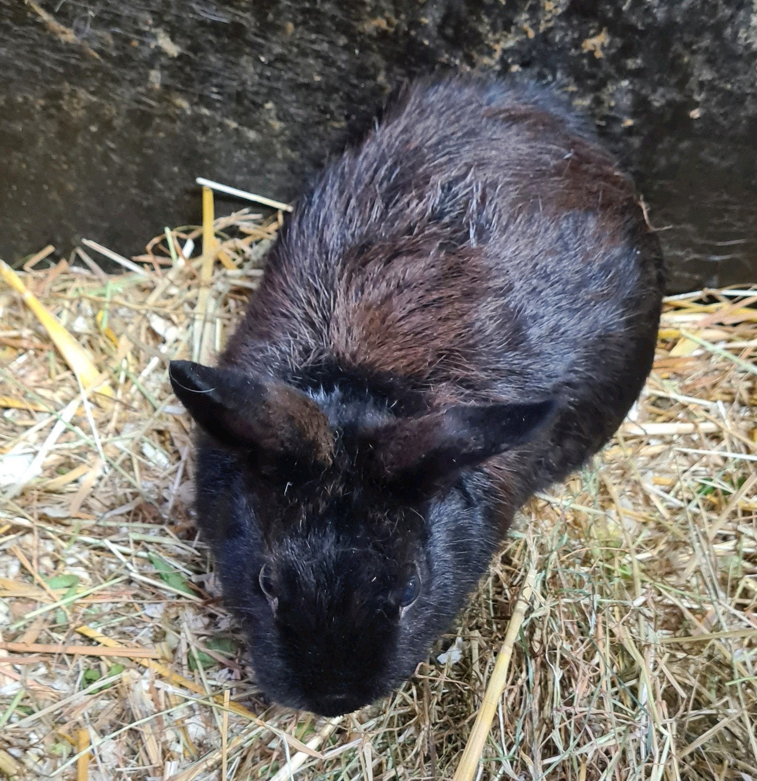 zwarte ram, mooi konijntje, kort harig ongv 1 jaar oud, Mannelijk, Klein, 0 tot 2 jaar