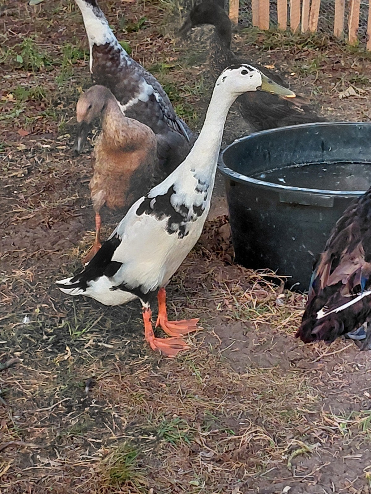 Loopeend woerd en vrouwtje, Dieren en Toebehoren, Vrouwelijk, Eend