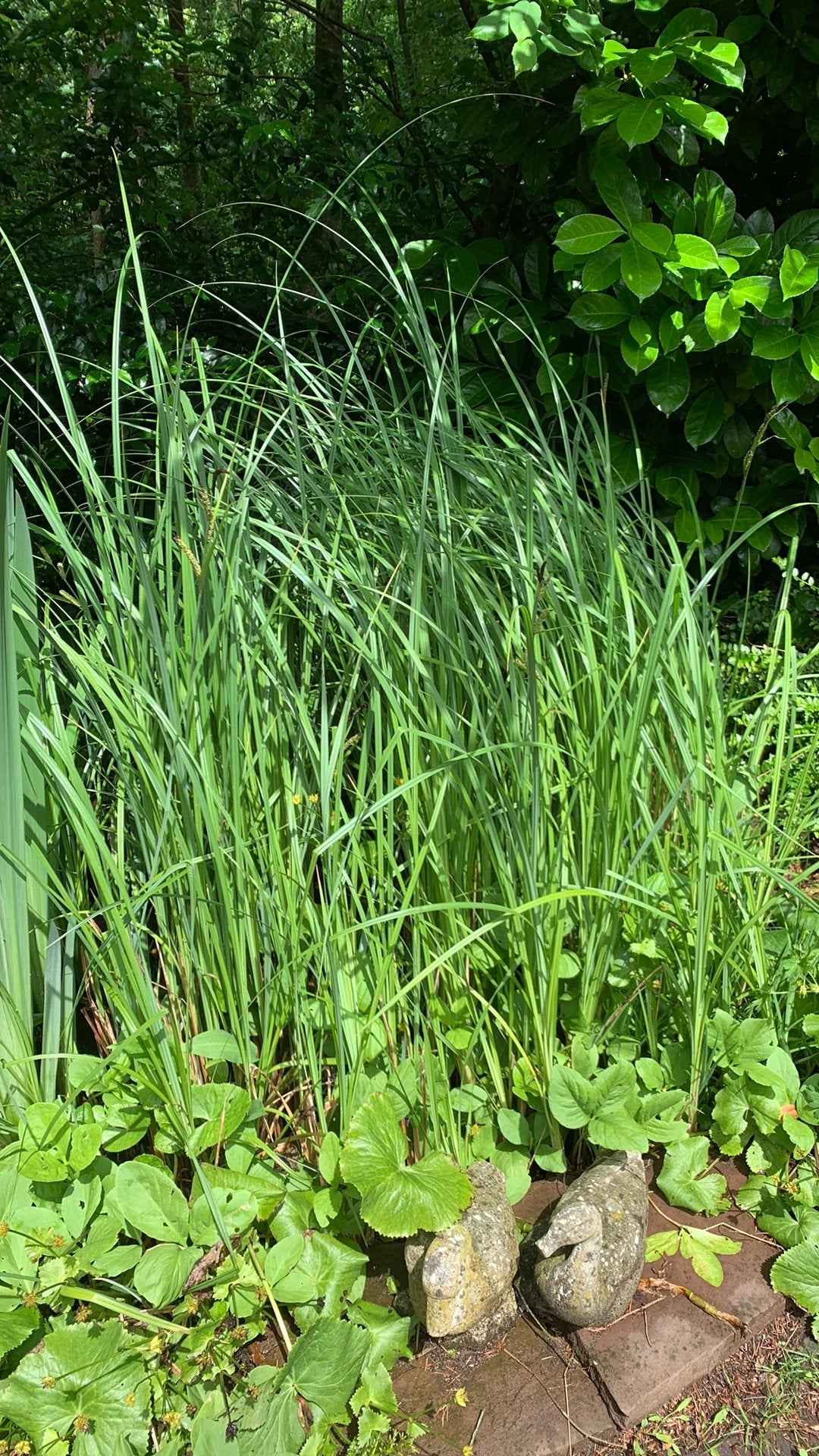 Waterplanten gratis ophalen in Epe, Ophalen, Zo goed als nieuw