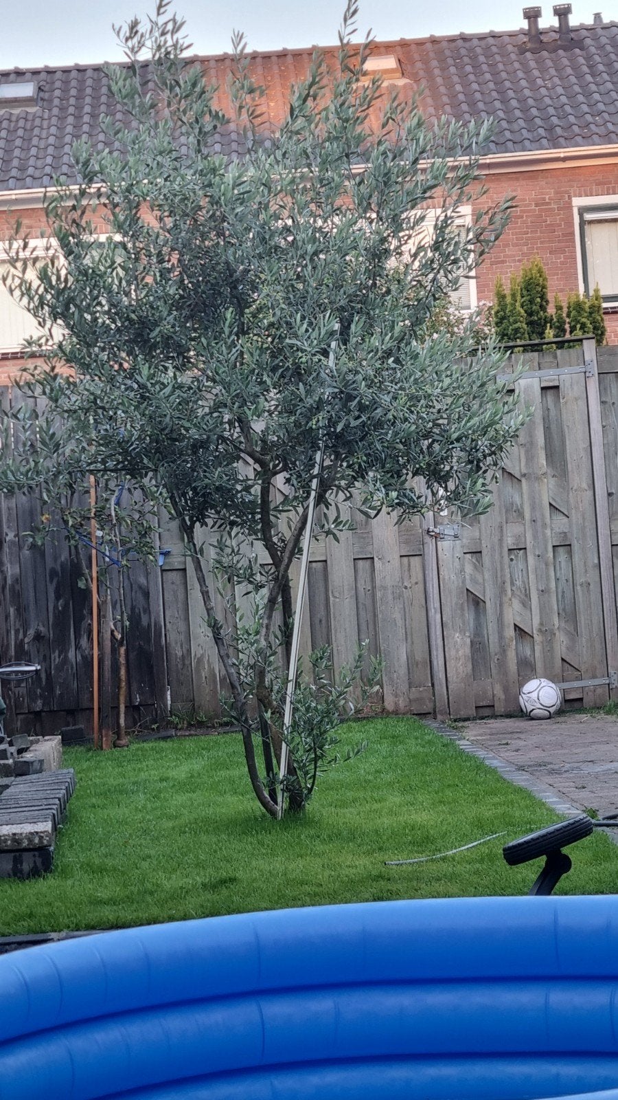 Grote Olijfboom - Mediterrane sfeer in uw tuin, Lente, Olijfboom, 250 tot 400 cm, Ophalen