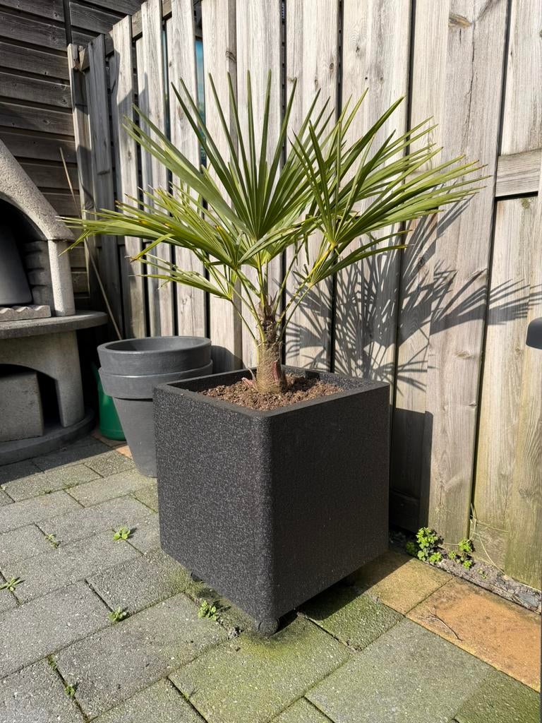 Waaierpalm     Kan tot -18 buiten, Ophalen of Verzenden, Bloeit niet, Overige soorten, Volle zon