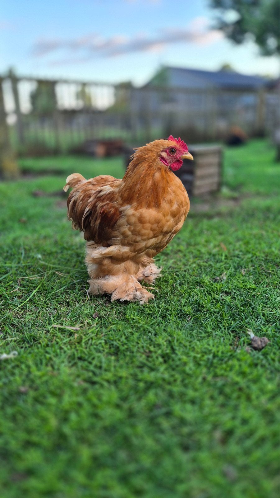 Cochin kriel hanen kleur buff, Dieren en Toebehoren, Mannelijk, Kip