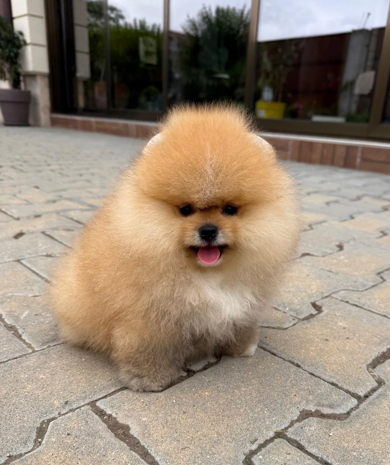 Pomeriaan pup, Dieren en Toebehoren, Reu, 8 tot 15 weken, Buitenland, Parvo