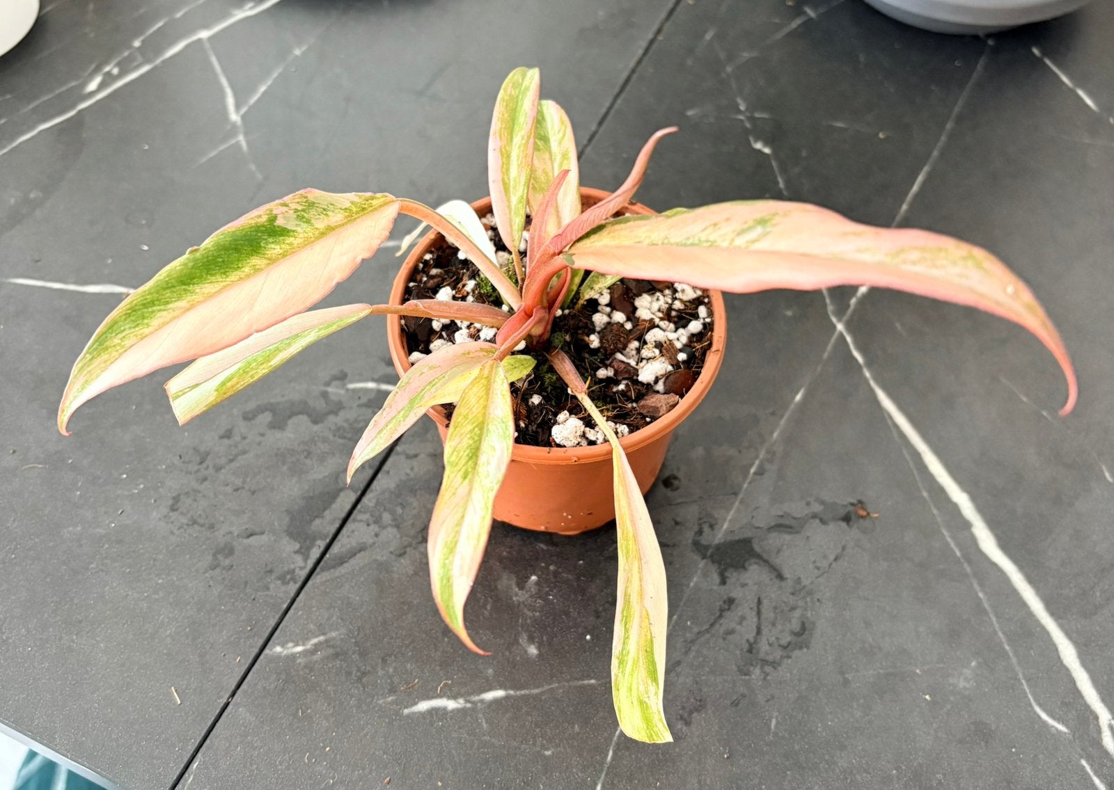 philodendron caramel marble, Ophalen, Overige soorten, Halfschaduw, In pot