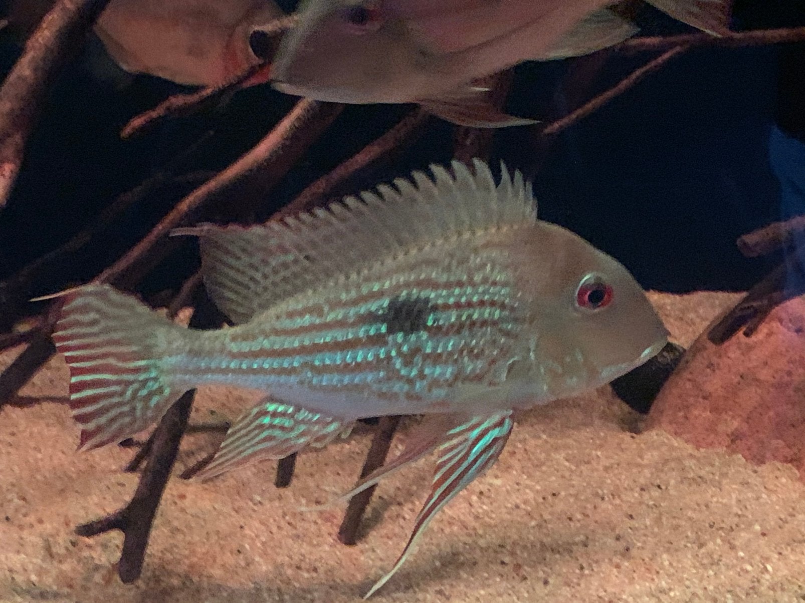 Geophagus Abalios, Dieren en Toebehoren, Vis