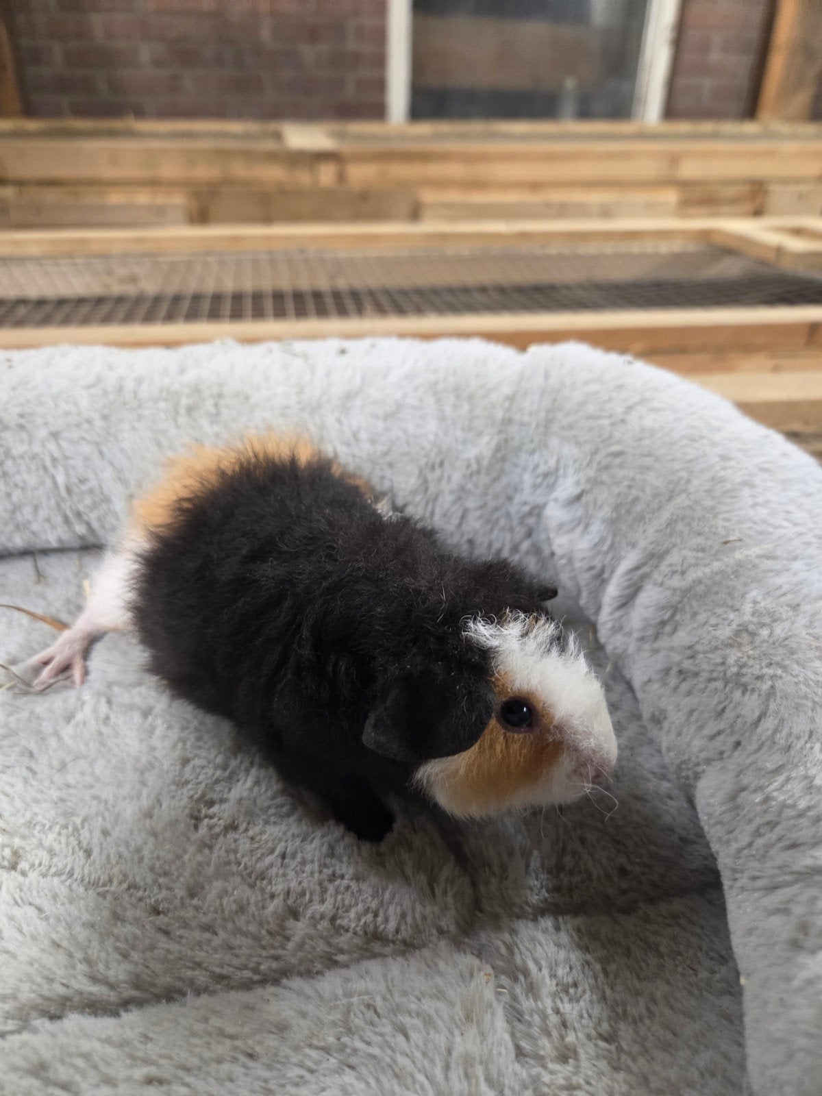 Teddy's US beertjes en gladhaar beertjes, Juni, Mannelijk, Cavia