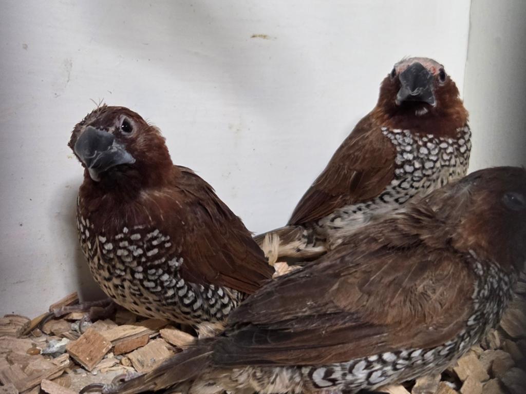 3 muskaat vinken, Meerdere dieren, Geringd