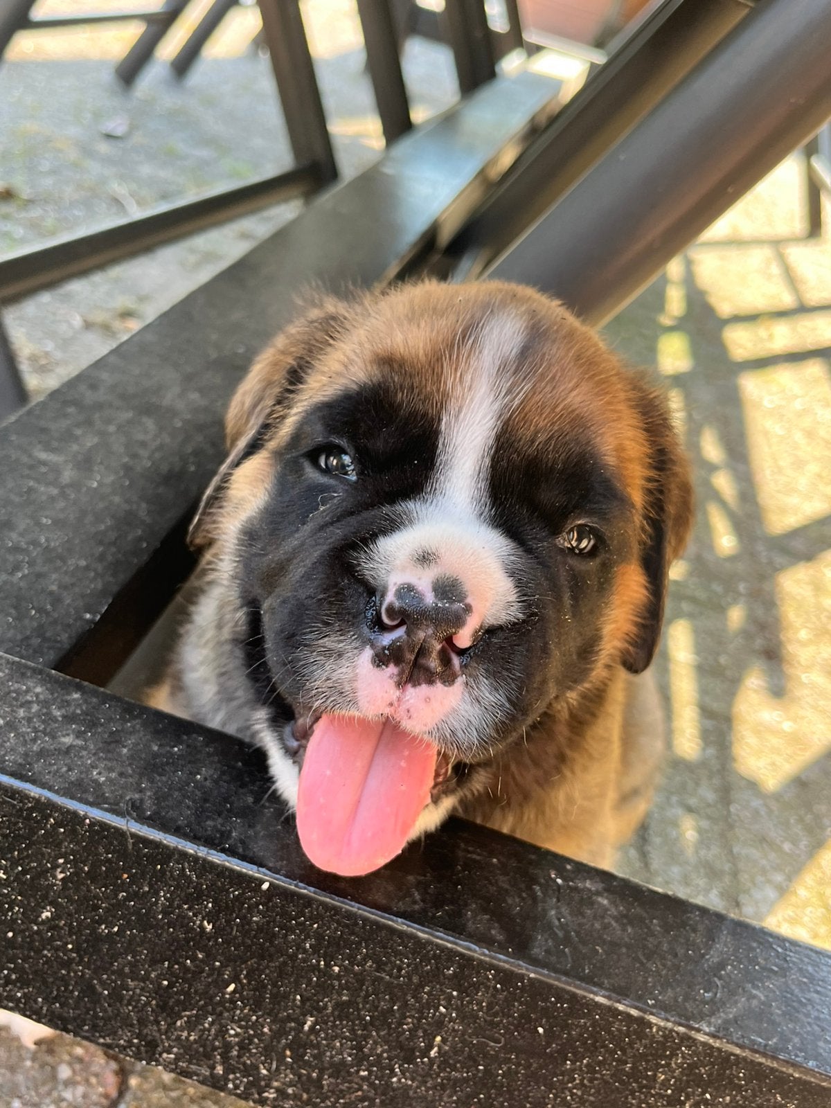 Hele lieve boxer pup heeft een diamante mandje gevonden!, Dieren en Toebehoren, Honden | Bulldogs, Pinschers en Molossers, 8 tot 15 weken
