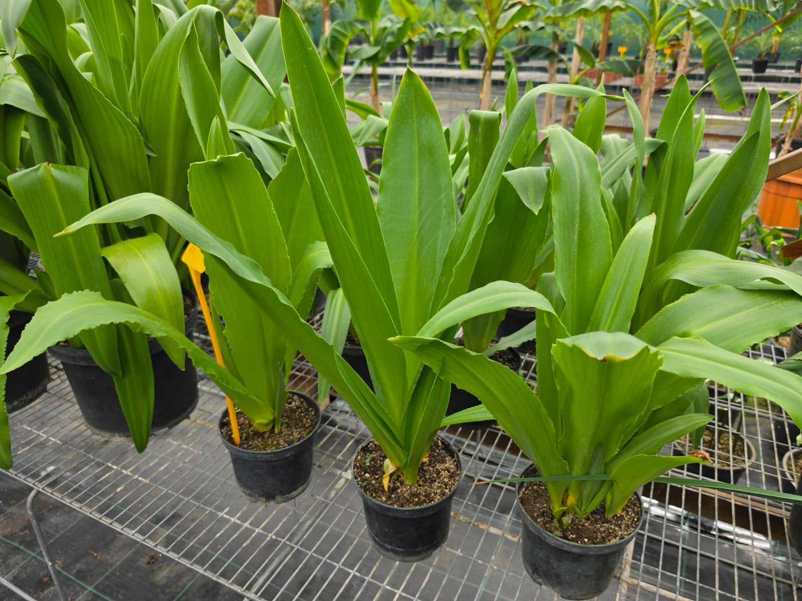 Eucomis pole evansie, Ophalen, Overige soorten, Volle zon