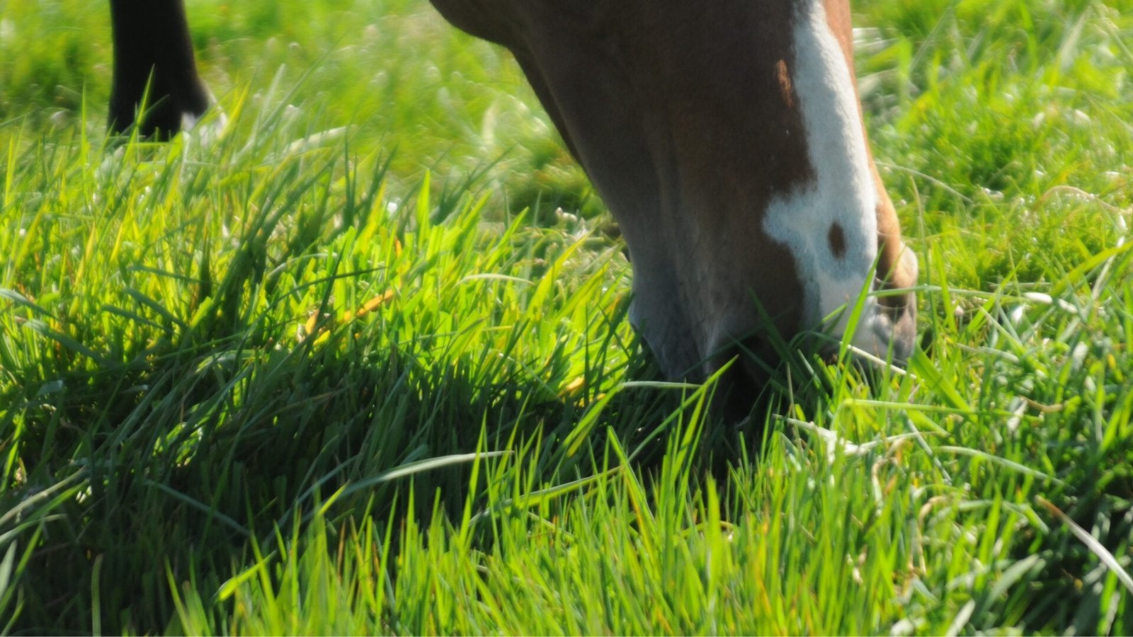 Stalling gezocht Hoeksche waard, Dieren en Toebehoren, Stalling en Weidegang, Stalling