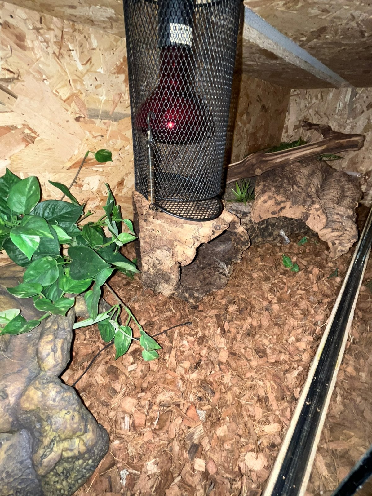 Boa constrictor met terrarium Boa Constrictor photo 2
