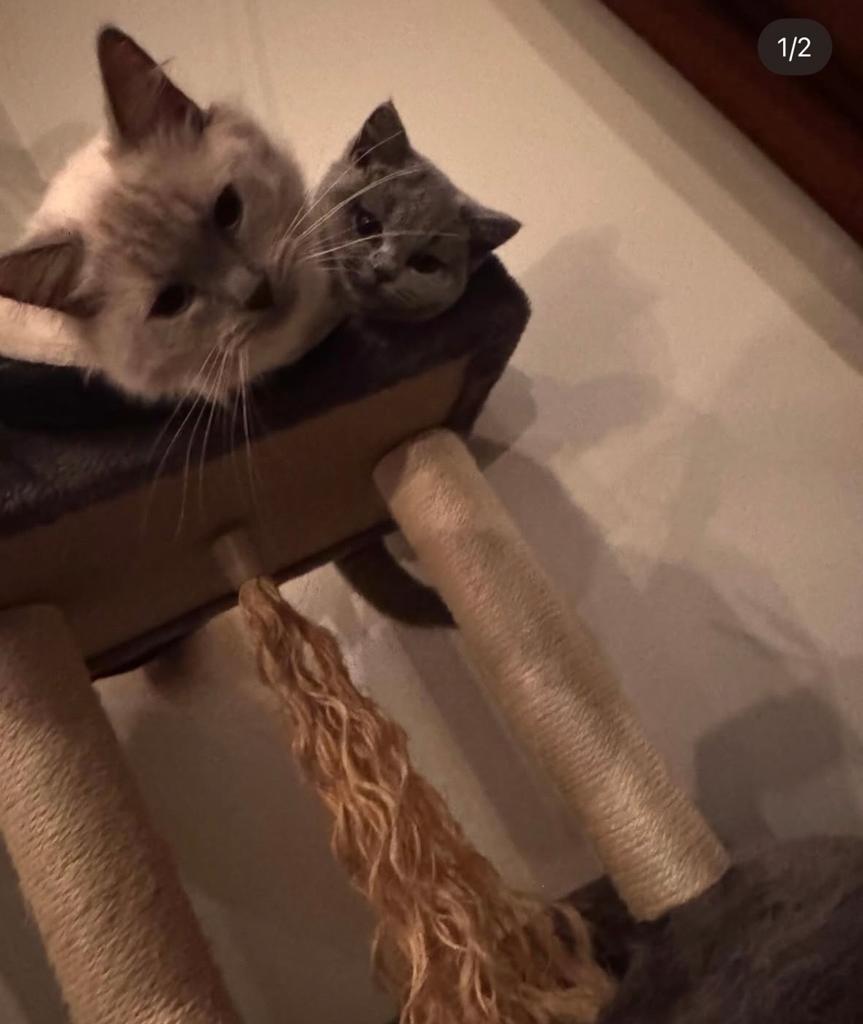 Moppie en Pasha op zoek naar een liefdevol thuis!, Meerdere dieren, Met stamboom, 3 tot 5 jaar