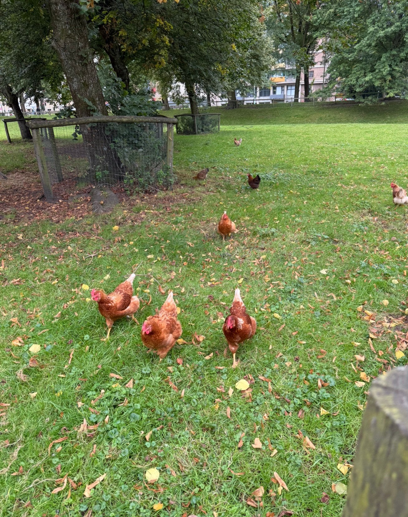 Jonge legkippen te koop, Dieren en Toebehoren, Pluimvee, Vrouwelijk, Kip