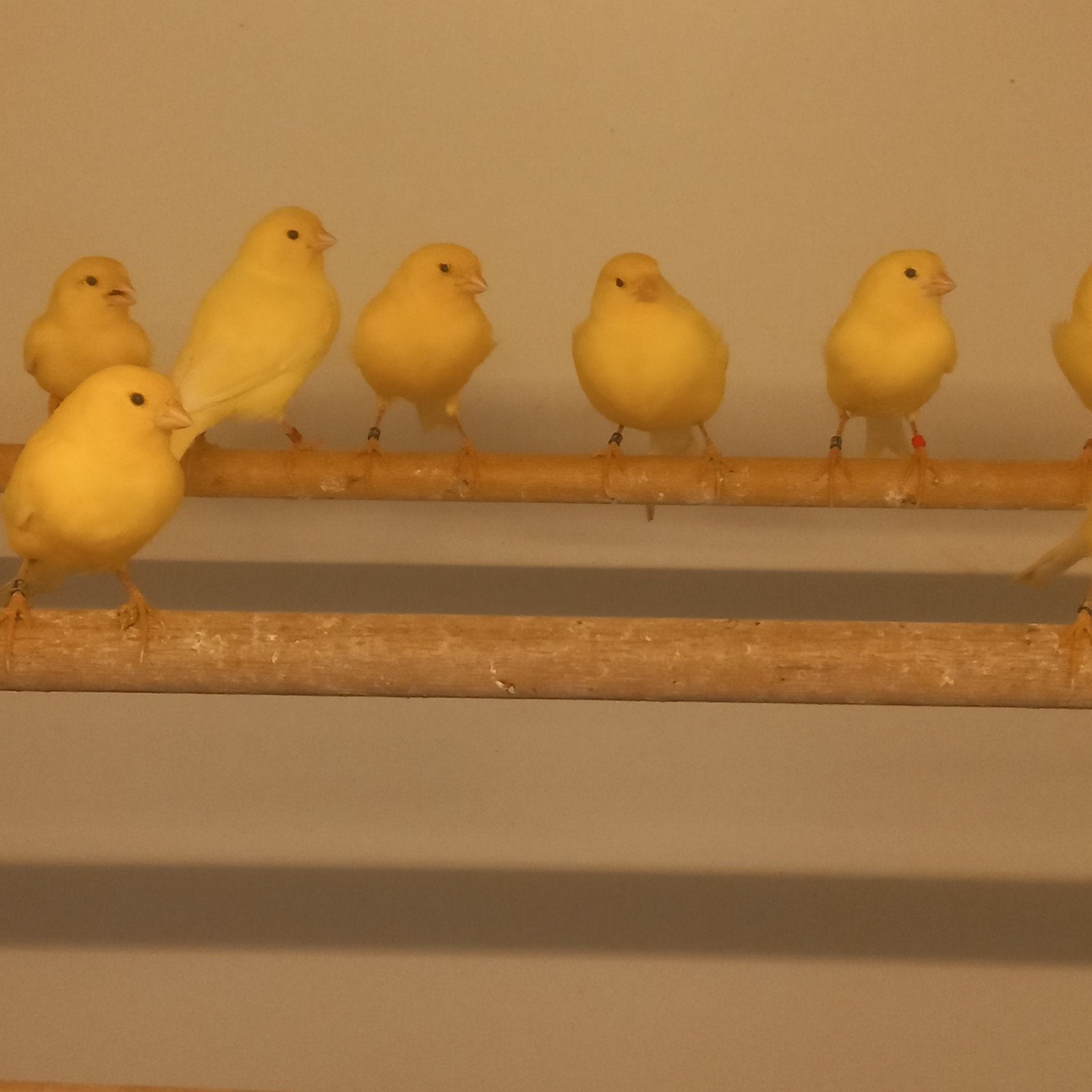 Kanarie koppels, Meerdere dieren, Kleurkanarie