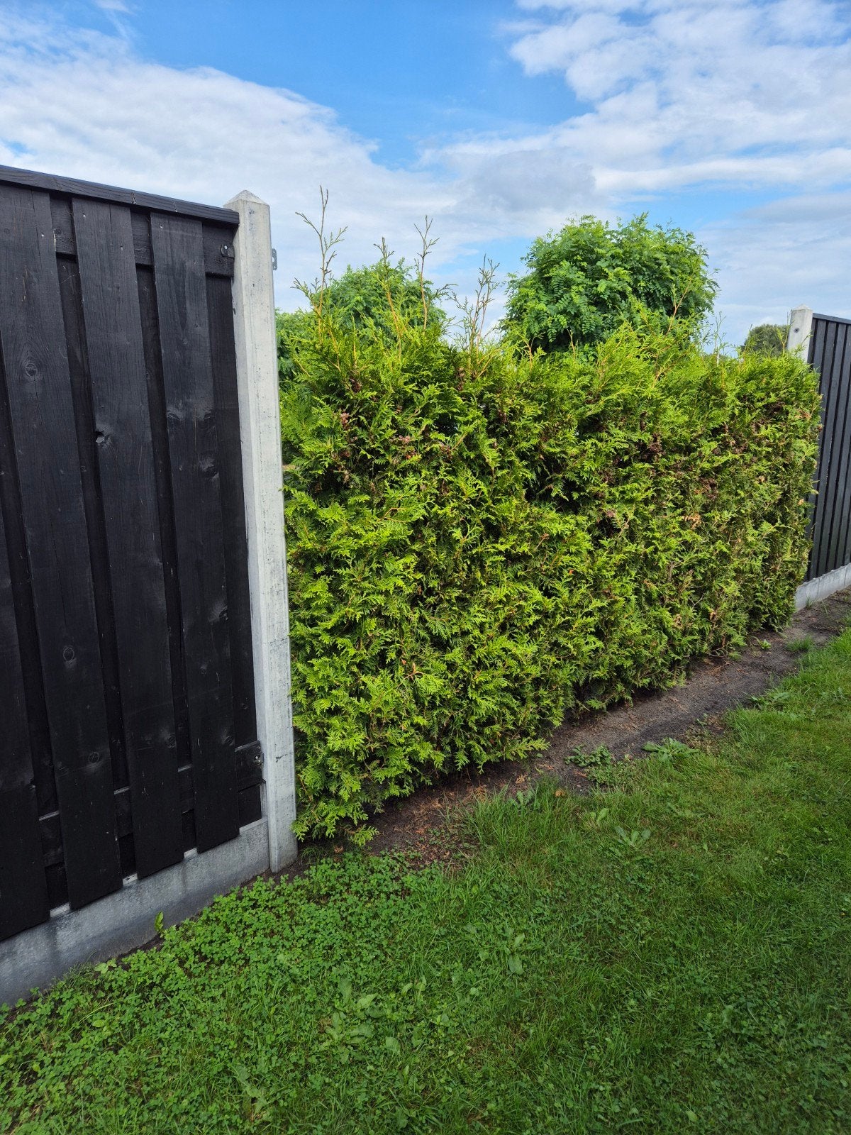 tuja brabant 170cm hoog 12 stuks, Tuin en Terras, Ophalen, Conifeer, 100 tot 250 cm