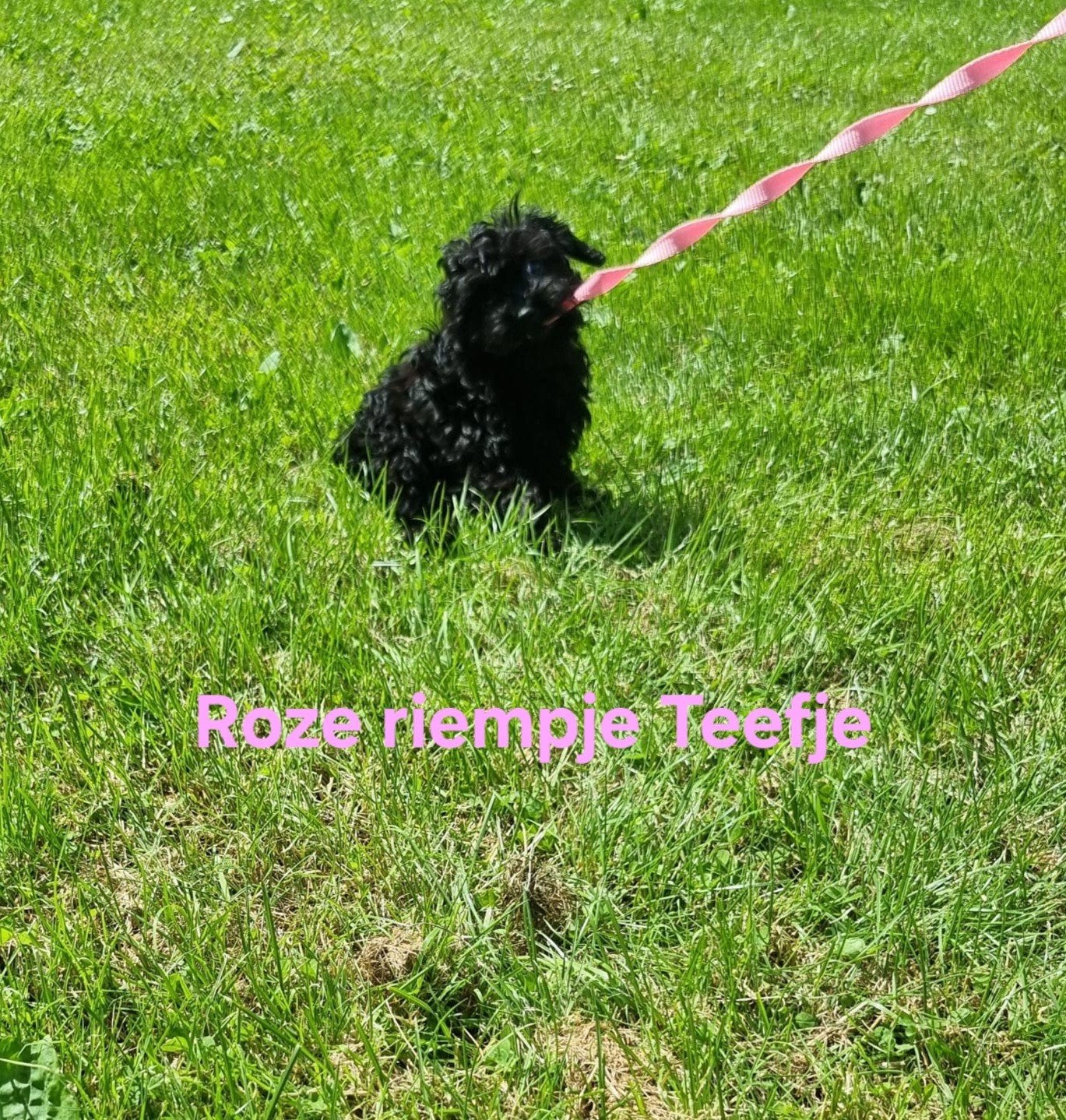Cavapoo pups, Overige rassen, 8 tot 15 weken, Parvo, Meerdere dieren