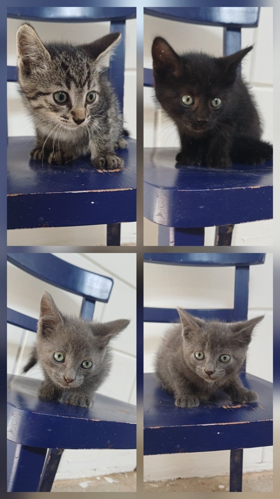 Boerderij Kittens, Dieren en Toebehoren, Meerdere dieren, Kortharig, 0 tot 2 jaar