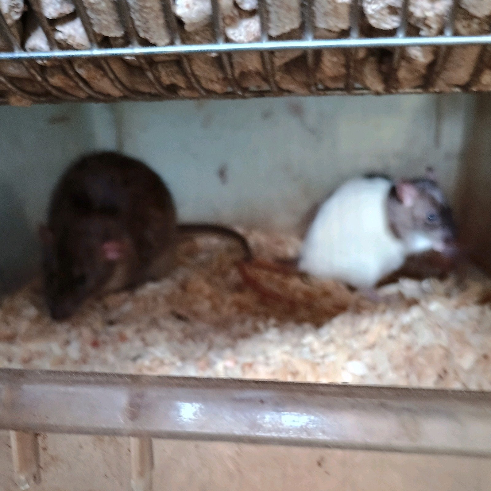 Gekleurde muizen en ratten, Dieren en Toebehoren, Ophalen
