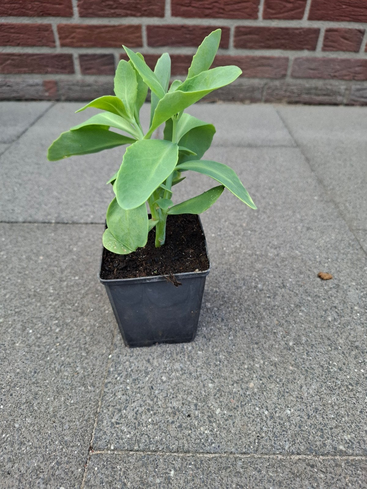 Sedum Spectabile Briljant - Vaste plant in p9 pot, Ophalen, Overige soorten, Volle zon