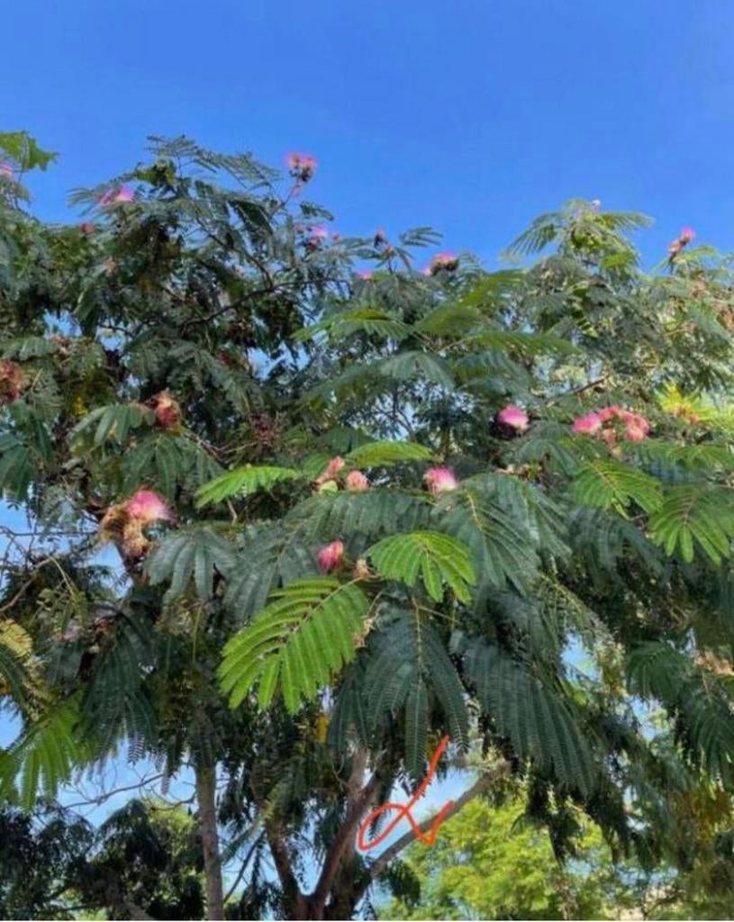 Biologische Albizia julibrissin Perzische slaapboompjes, Overige soorten, Ophalen of Verzenden, In pot, Minder dan 100 cm