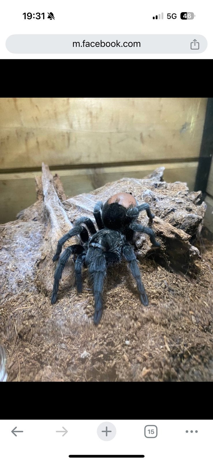 Grammostola pulchra, Dieren en Toebehoren
