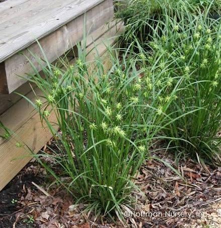 Carex Grayi. Siergras met vrucht. P9 planten, siergrassen., Vaste plant, Siergrassen, Ophalen of Verzenden, Halfschaduw