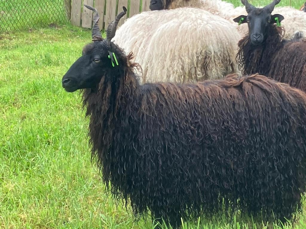 Racka schapen te koop., Dieren en Toebehoren, Schapen, Geiten en Varkens, Schaap, Vrouwelijk