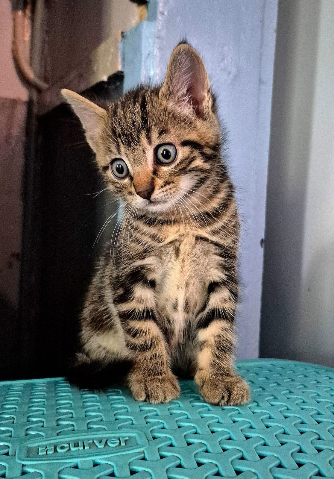 Schattige kittens!, Kater, Ontwormd