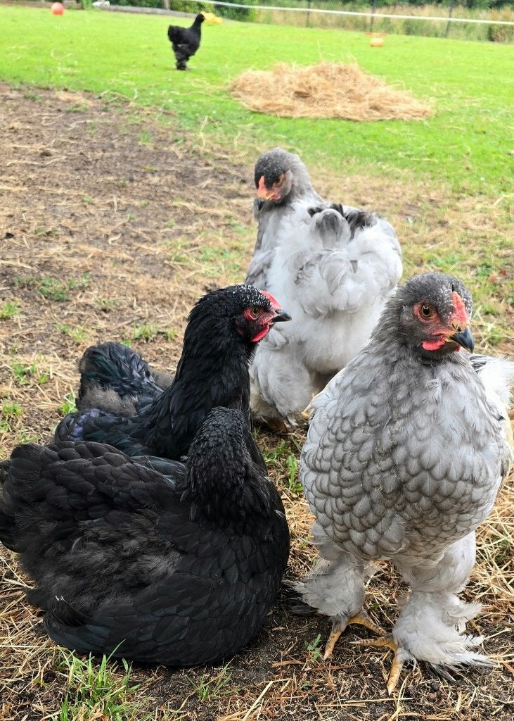 Lieve jonge tamme raszuivere Brahma's, Meerdere dieren, Kip