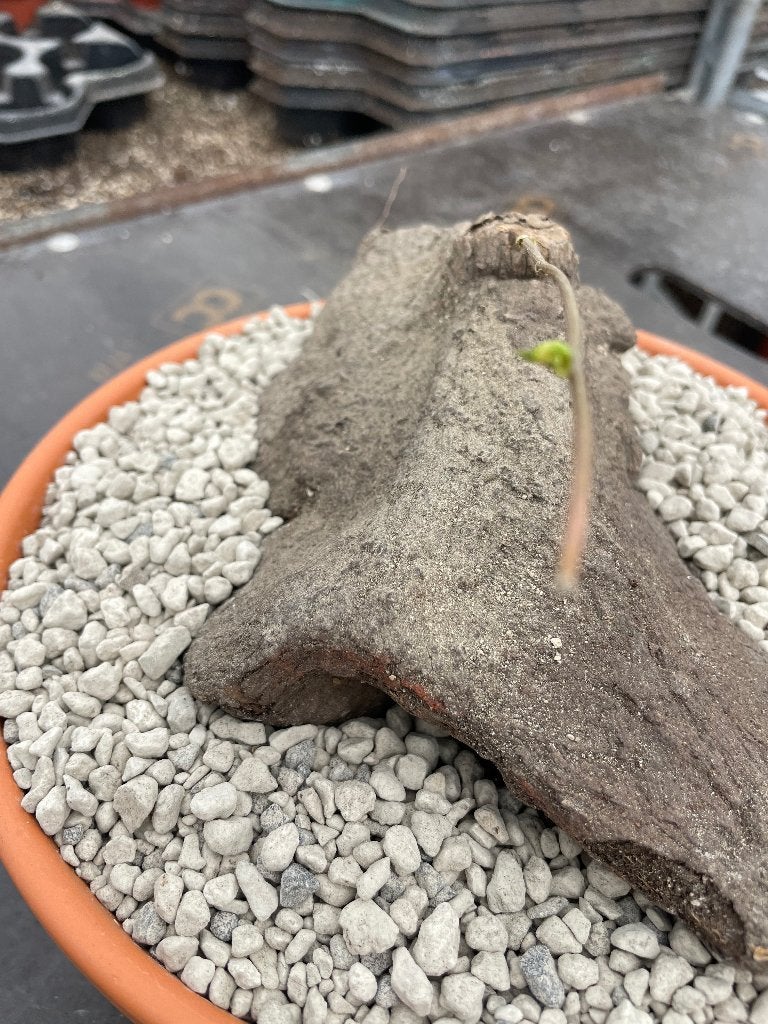 Caudex Disocorea  Woody uit Tanzania in de 23 cm schaal., Huis en Inrichting, Overige soorten, In pot, Minder dan 100 cm, Bloeiende kamerplant
